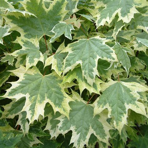 variegated norway maple for sale
